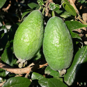 兩個綠色菲油果掛在樹枝上，樹葉茂盛。 — 明亮 壁紙