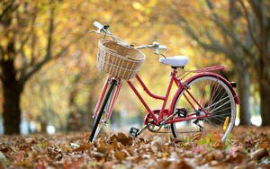 一輛帶籃子的紅色單車停泊在公園的落葉中。 — 越野車 壁紙