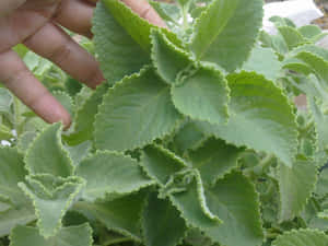 手觸摸花園中葉子植物的褶皺綠色葉子。 — 植物 壁紙