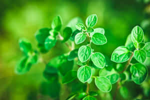 花園中帶有露珠的新鮮牛至葉特寫。 — 植物 壁紙