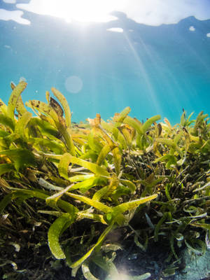 陽光透過海水過濾，照射在搖曳的綠色海草上。 — 植物 壁紙