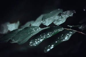 深綠色葉片帶有水珠，在黑色背景下的陰鬱特寫。