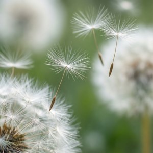 蒲公英種子在空氣中飄浮，背景為綠色 — 白色美學gif 壁紙