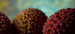 三個荔枝，外皮凹凸不平的紅棕色，背景柔和模糊。