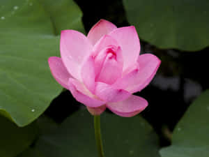 粉紅蓮花上有水滴在綠色睡蓮葉上，池塘中 — 花卉動畫 壁紙