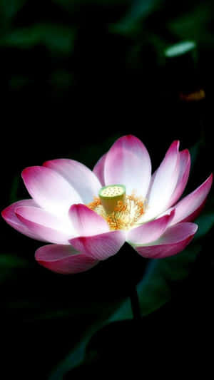 一朵粉白相間的蓮花在黑暗中發光，伴隨著綠葉。 — 花卉 iPhone 壁紙