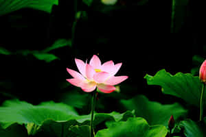 蓮花圖片 — 花系美學 壁紙