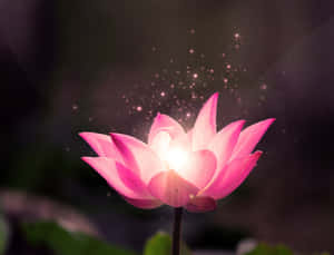 蓮花圖片 — 花系美學 壁紙