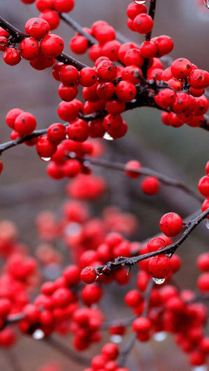 冬日裸枝上帶有露珠的紅色漿果特寫。 — 美食 壁紙