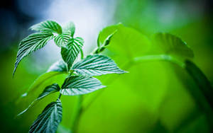 森林環境中新鮮綠色覆盆子葉片的特寫