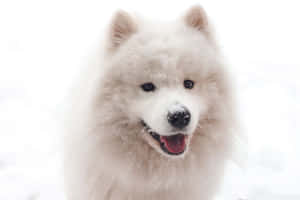 一隻快樂的白色薩摩耶犬，戶外冬日裡被雪花覆蓋。 — 白色 壁紙