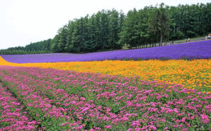 田野中一排排粉紅色、橙色和紫色花朵，背景是森林。