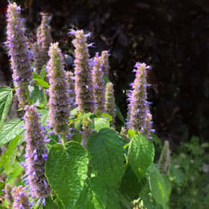 薰衣草紫色花穗與綠色葉子在花園中 — 1:1 壁紙