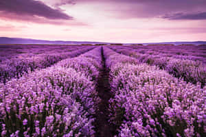 薰衣草背景 — 薰衣草 壁紙