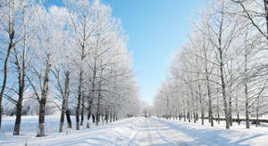在清澈藍天下，積雪道路兩旁排列著結霜的樹木。 — 冬天桌面 壁紙