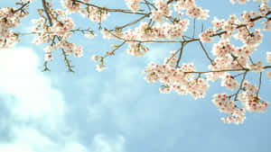 粉紅櫻花在樹枝上，背景是藍天白雲