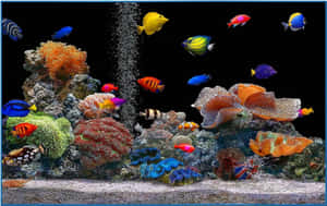 黑暗水族箱中色彩繽紛的熱帶魚和珊瑚，氣泡上升。 — 美景 壁紙