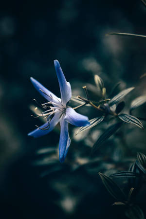 一朵藍色花朵，白色花心，花瓣纖細，在黑暗的樹葉中綻放。