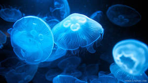 在黑暗海水中漂流的藍色發光水母