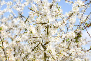 春天樹枝上的白花，映襯著藍天。