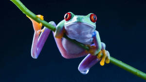 一隻色彩繽紛的紅眼樹蛙在黑暗中抓著綠色莖。