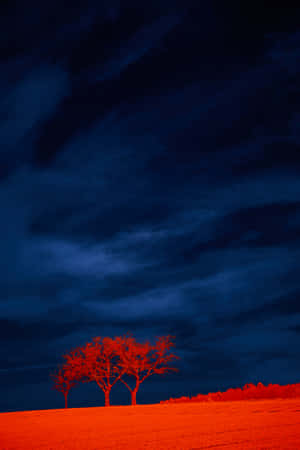 一棵孤獨的紅樹在橙色田野上，以深藍色暴風雨天空為背景形成剪影。 — 紅色和藍色 GIF 壁紙