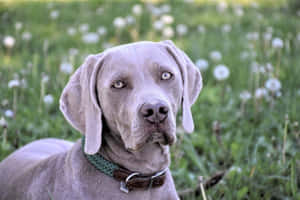 灰色威瑪獵犬在蒲公英花叢中，戴著綠色和棕色的項圈。