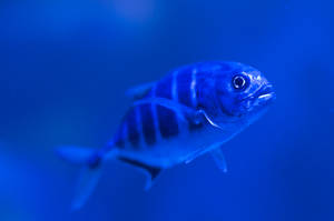 條紋魚在深藍色海洋中游泳