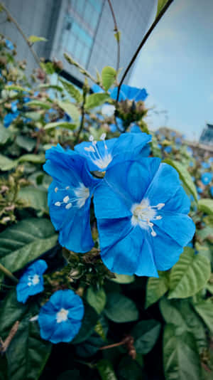 藍色牽牛花，白色花心，生長在玻璃建築附近 — 藍色 壁紙