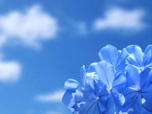 藍色藍雪花與清澈藍天和蓬鬆白雲。