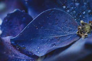柔焦中帶有水珠的藍色花瓣。