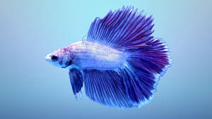 一條紫藍色鬥魚，魚鰭飄逸，在水中游動。