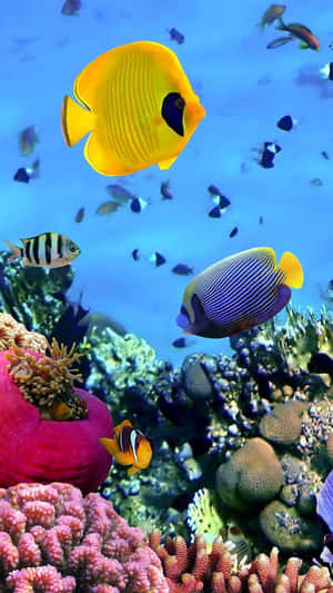色彩繽紛的熱帶魚在清澈藍色海水的珊瑚礁中游動。 — 水母 GIF 壁紙