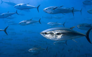 流線型的吞拿魚成群在深藍色海水中游動。 — 海洋 壁紙