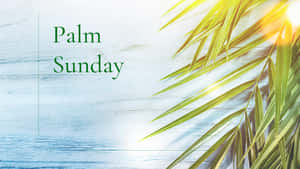 藍色木質背景上「Palm Sunday」文字與陽光照射的棕櫚葉 — 棕櫚樹 GIF 壁紙