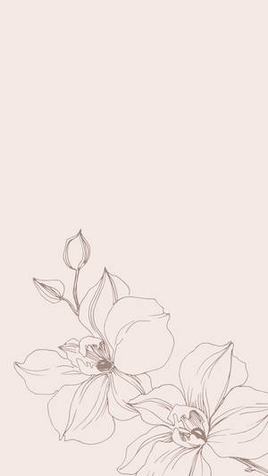 米色背景上以精緻線條藝術呈現的兩朵蘭花與花蕾。