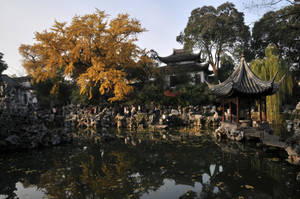 傳統中式花園，池塘亭台和秋天的金色銀杏樹。 — 綠樹 壁紙
