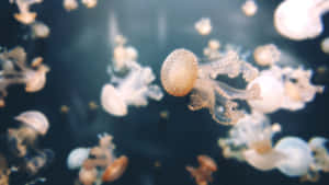 水母在深藍色海水中漂浮，帶有柔和發光的觸手。 — Studio Display 壁紙