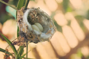 一個蜂鳥巢，內有三顆蛋，位於綠色植物莖上。 — 蜂鳥 GIF 壁紙