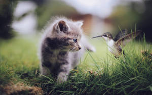 一隻細小嘅灰色小貓喺草叢中望住一隻蜂鳥。 — 蜂鳥 GIF 壁紙