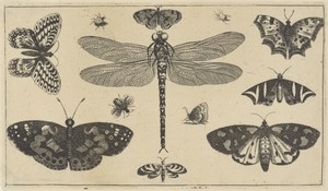 Wenceslaus Hollar 創作嘅《蜻蜓、瓢蟲與蝴蝶》，1644 至 1652 年間以紙本蝕刻技法完成。將呢件藝術品下載做桌面、平板或手機嘅高清 wallpaper。