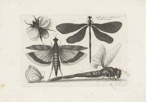 Wenceslaus Hollar 於1646年創作的《蜻蜓、蝴蝶與大蜜蜂》，紙上蝕刻版畫。將此藝術作品下載為桌面、平板或手機適用的高解析度桌布。