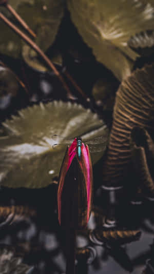 蜻蜓停在粉紅色蓮花蕾上，被綠色睡蓮葉環繞。 — 蜻蜓 壁紙