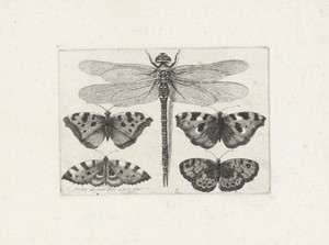 Wenceslaus Hollar 於 1647 年創作的《蜻蜓與四隻蝴蝶》，紙本蝕刻版畫。將此藝術作品下載為桌面、平板或手機的高解析度桌布。