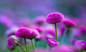柔和焦點花園場景中的粉紅色球莧菜花。 — 河景 壁紙