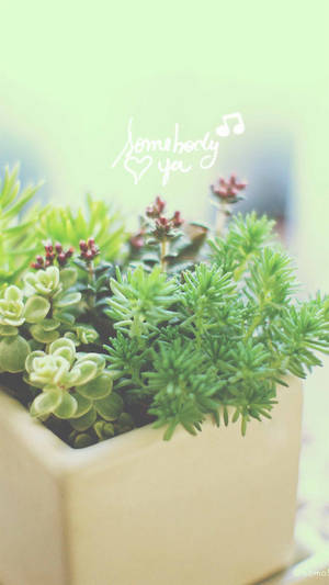 米色花盆中各種多肉植物，手寫文字「somebody ya」配上心形和音符。