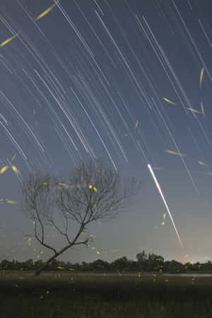 夜晚田野中的一棵裸樹，螢火蟲和流星劃過星軌天空。