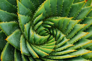 螺旋蘆薈植物，鋸齒狀綠色葉片上有露珠。 — 淺綠色美學動態圖 壁紙
