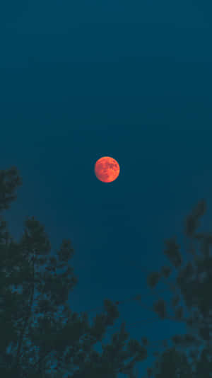 一顆發光的橙色月亮在深藍綠色夜空背景下，從黑暗的樹木剪影上方升起。