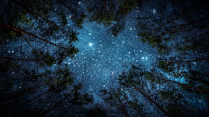 透過森林樹冠看到的星空夜空。